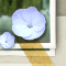 雨上がりの花びら：詳細ページ